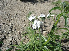 cryptantha intermedia
